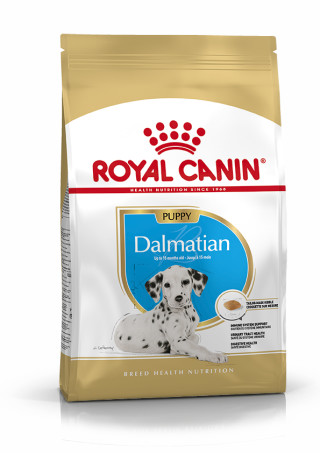 Dalmatian Puppy